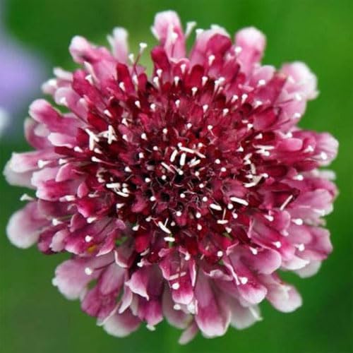 Outsidepride 100 Seeds Perennial Maroon Beaujolais Bonnets Scabiosa Pincushion Flower Seeds for Planting