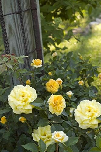 Rosa High Voltage (Shrub Rose, 2-Size Container, Yellow Flowers