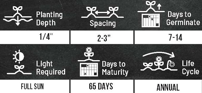 Rainbow Carrot Seeds for Planting Heirloom Non GMO Packets 750 Seeds – Plant & Grow Rainbow Carrots in Home Outdoor Garden, Great Gardening Gift – 3 Packets