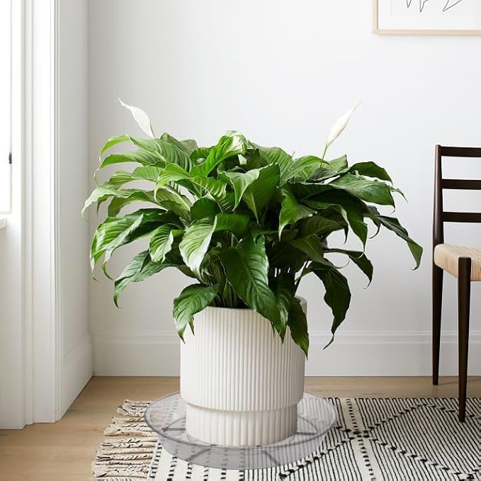 2 Pack Plant Saucer Drip Tray 13 14 inch, Large Heavy Sturdy Plastic Planter Flower Pot Saucers for Indoor Outdoor Garden, Plant Water Drip Trays for pots (14" 2Pack, Grey)