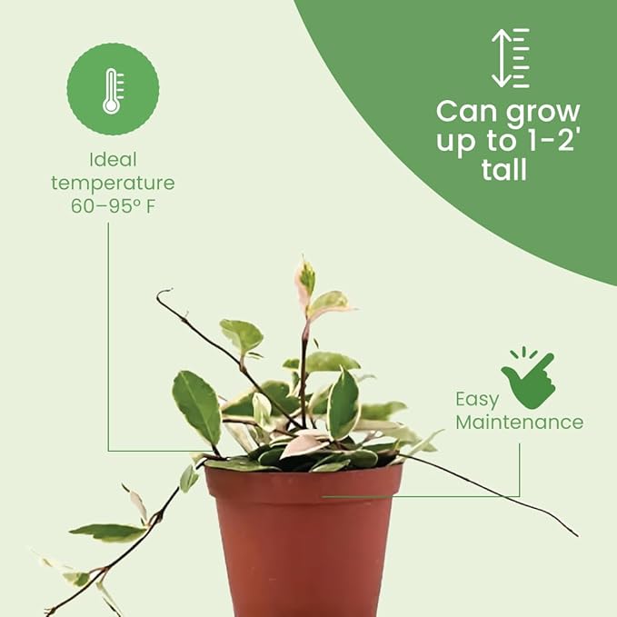 American Plant Exchange Live Assorted Hoya Carnosa Plant, Wax Plant, Plant Pot for Home and Garden Decor, 6" Pot