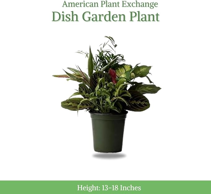 American Plant Exchange Live Dish Garden Assorted Foliage Plants, Ideal for Home and Garden Decor, 6" Pot