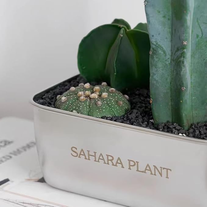 Black Horticultural Lava Rocks for Plants, 2lb Succulents Cactus Bonsai Soil Volcanic Rocks for Aquarium Outdoor Decorative Stones for Craft Projects, Vase Fillers