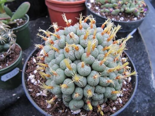 Natural Horticultural Perlite (2 Quart)