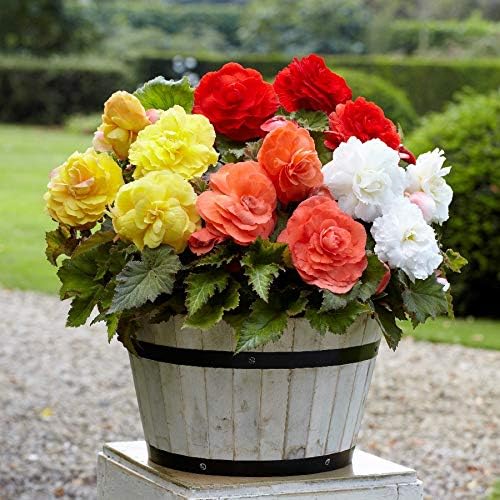 Seeds Wax Begonia Mix Large Flower Indoor Perennial Flowers for Planting