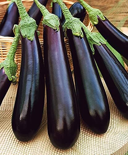 Seeds Eggplant Long Pop - Heirloom Vegetable - GMO Free