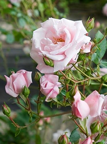 Rosa 'New Dawn' (Climbing Rose) Rose, double blush pink flowers, #3 - Size Container