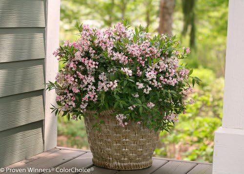 Proven Winners - Deutzia Yuki Cherry Blossom (Yuki Cherry Blossom Deutzia) Shrub, pink flowers, #2 - Size Container