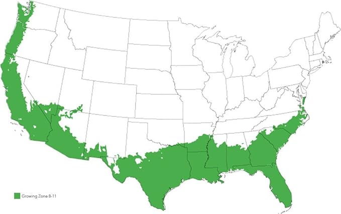 PERFECT PLANTS Tea Olive Live Plant, 1 gallon, Green