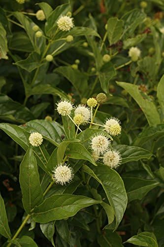 Proven Winners - Cephalanthus occidentalis Sugar Shack (Buttonbush) Shrub, white flowers, #3 - Size Container