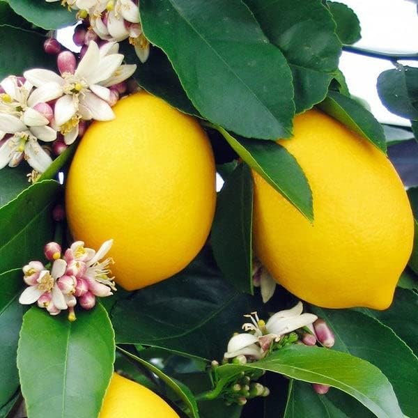 Gardenera's Premium Lemon Tree Soil Mix - Perfect Drainage and Nutrient Retention for Citrus Limon Trees - 2 Quart