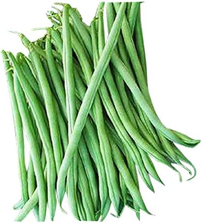 Burpee Stringless Green Bean Seeds - 40+ Seeds