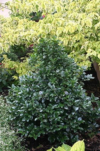 Proven Winners - Ilex x meserveae Castle Spire (Holly) Evergreen, , 3 - Size Container
