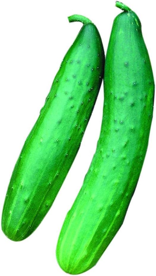 Park Seed Garden Sweet Burpless Cucumber Seeds, Pack of 30 Seeds