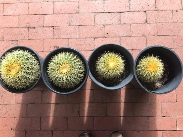 Tank's-Pro Cactus & Succulent Mix 16 qt Bag