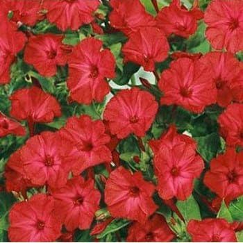 Outsidepride 1 lb. Perennial Mirabilis Jalapa Four O' Clock Red Flower Seeds for Planting