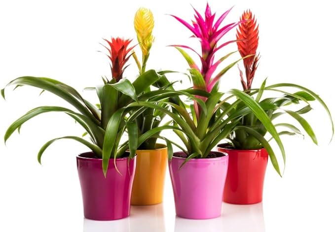 Premium Bromeliad Potting Soil by Gardenera - Unlock The Full Potential of Your Bromeliads - 5 QUARTS