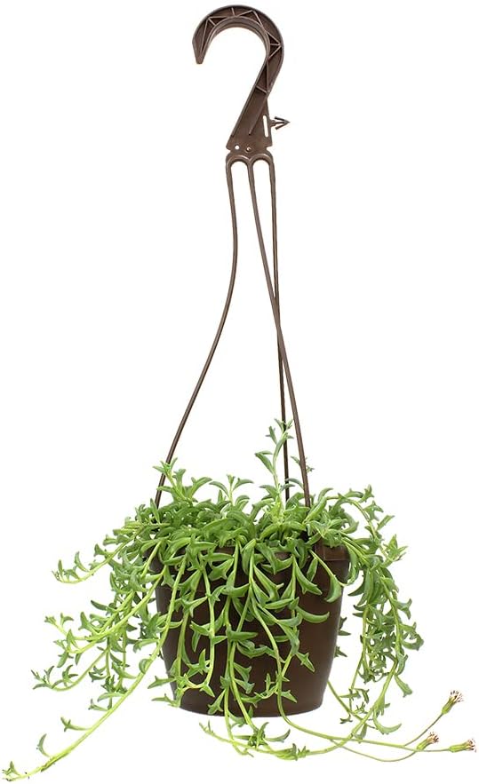 String of Dolphins Plant Live Succulents, Succulents Plants Live in Hanging Planter, Succulents Live Plants Indoor Plants Live Houseplants, Hanging Plants Live Succulent Plants Live by Plants for Pets