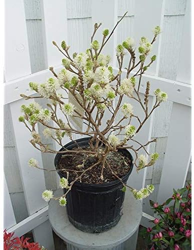 Fothergilla major 'Mt. Airy' (Fothergilla) Shrub, white flowers, #3 - Size Container