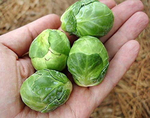 100+ Long Island Improved Brussel Sprouts Seeds Heirloom Non-GMO, Delicious from USA