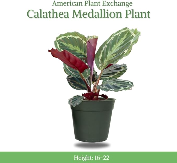 American Plant Exchange Calathea Medallion Live Prayer Plant, 6-Inch Pot W/Stylish Cover, Pet Safe, Low Light, & Air Purifying Tropical Indoor Plant for Home, Office & Garden Décor