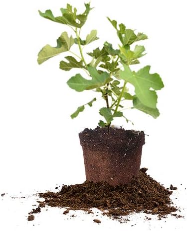 PERFECT PLANTS Brown Turkey Fig Tree Live Plant, 1 Gallon, Includes Care Guide