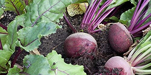 Super Absorbent Polymer Helps Plant Growth and Plant Establishment (40 Pounds)