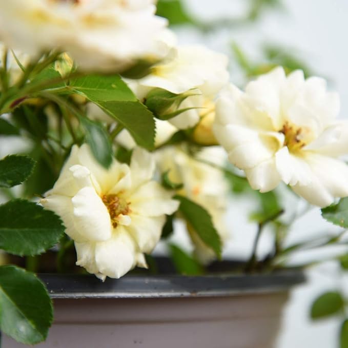 Perfect Plants Popcorn Drift Rose Live Plant, 1 Gallon, Includes Care Guide