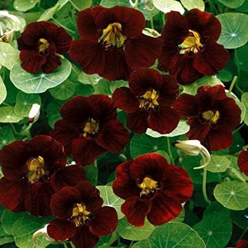 Outsidepride 200 Seeds Annual Nasturtium Mahogany Black Velvet Cimbing Vine Flower Seeds for Planting