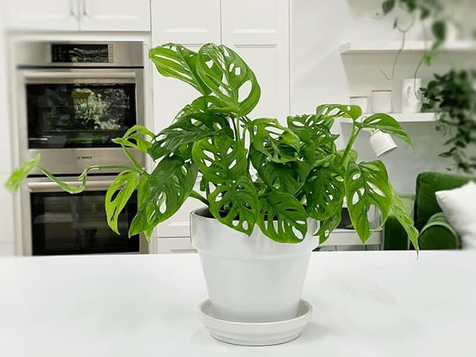 Premium Swiss Cheese Plant Potting Mix - Monstera Deliciosa Blend for Optimal Nutrients and Drainage for Healthy Growth - 2 Quart