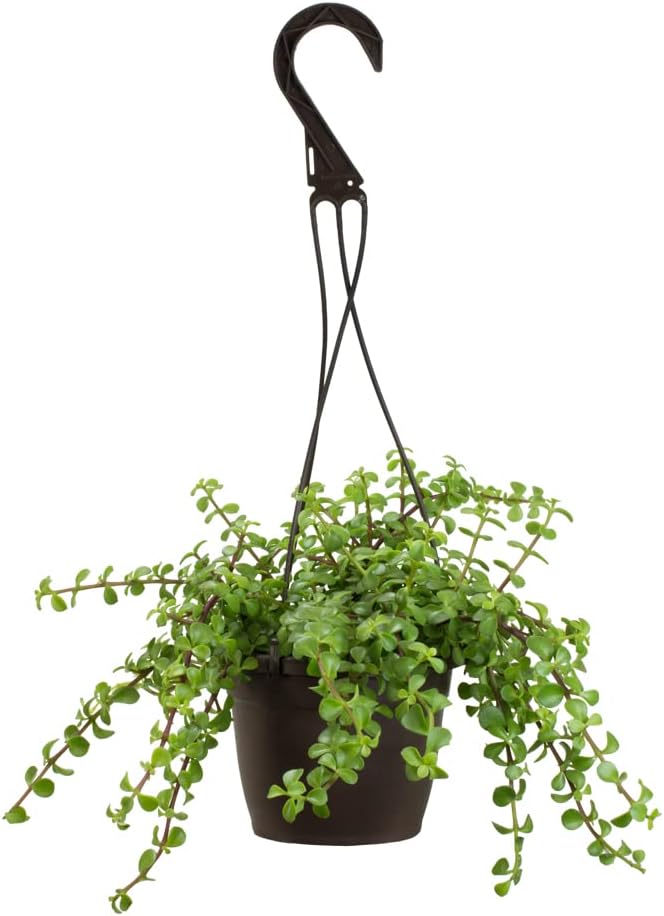 Trailing Elephant Bush Succulents, Hanging Plants Live Succulents Plants Live Houseplants, Hanging Planter Basket, Mini Succulents Live Plants Indoor Plants in Plant Basket by Plants for Pets