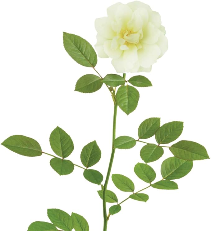 Perfect Plants Popcorn Drift Rose Live Plant, 1 Gallon, Includes Care Guide