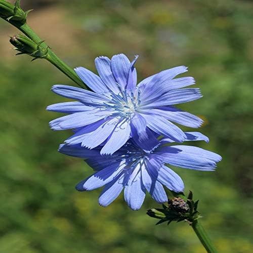 Outsidepride 5 lb. Perennial Chicory Flower Seeds for Planting
