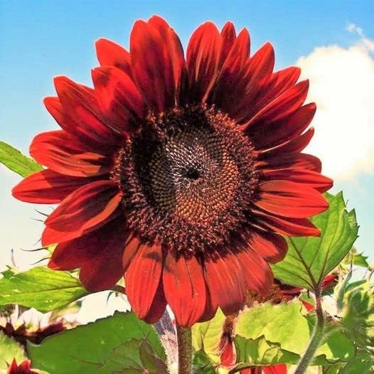 50pcs Velvet Queen Sunflower Seeds Big Red Sun Flower Rouge Burgundy Maroon Garden Pink Rose Non GMO Heirloom Garden - Planting Instructions for Easy Grow - Great Gardening Gifts