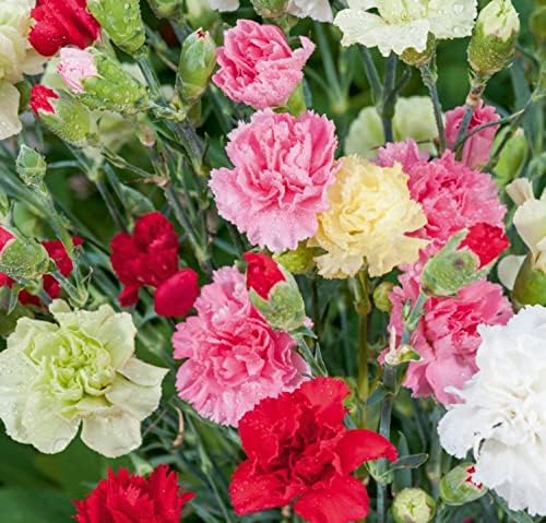 Seeds Carnation Shabo Mix Biennial Flowers
