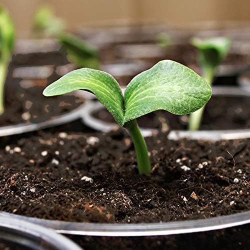 Coast of Maine, 8qt (Pack of 4) Sprout Island Blend, Organic & Natural Seed Starter for Seed Germination & Root Plant Cuttings