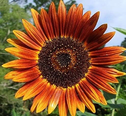 Non GMO Bulk Autumn Beauty Sunflower Seeds- Helianthus annuus (25 Lbs)