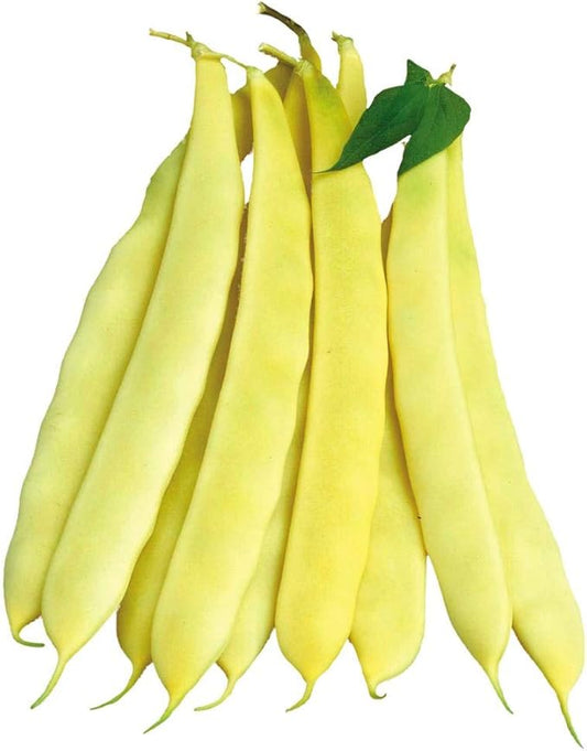 Park Seed Bean Seeds Harvest and Grow Your Own Spring Garden Vegetables, Capitano Bush, Pack of 100