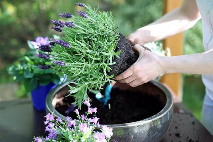 Lavender Potting Mix - Create a Tranquil Garden Retreat with Thriving Lavender - 20 QUARTS