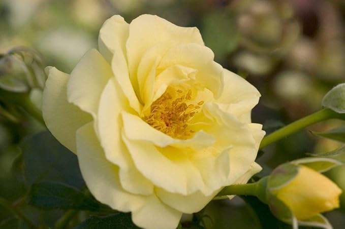 Rosa High Voltage (Shrub Rose, 2-Size Container, Yellow Flowers
