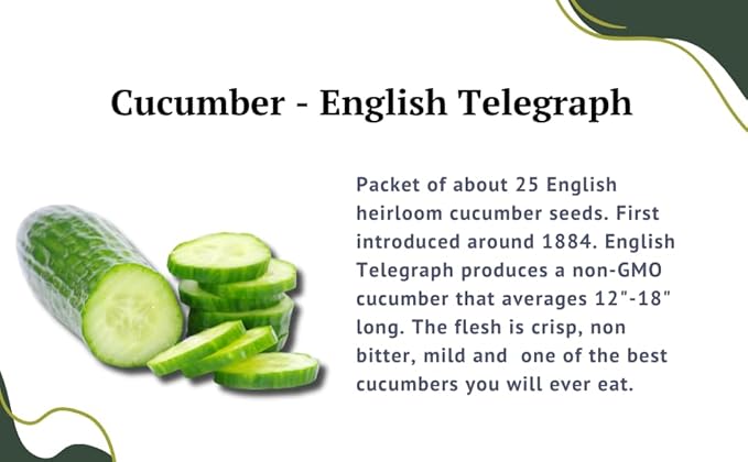 English Cucumber Seeds for Planting Outdoors Home Garden - Burpless Hothouse Cucumber Seeds