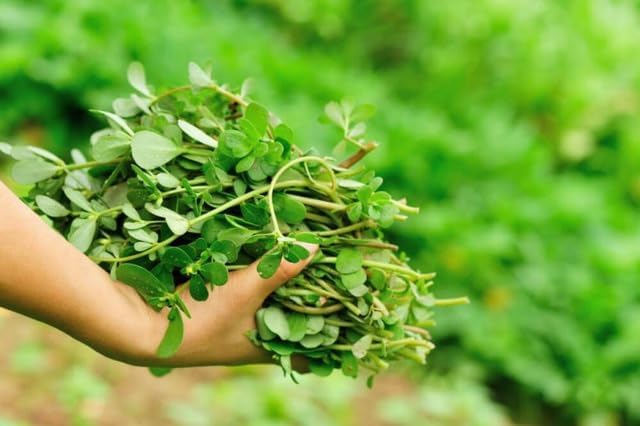 3000+ Green Purslane Seeds for Planting - Rau Sam - Portulaca Oleracea, Edible Plant Non-GMO Heirloom