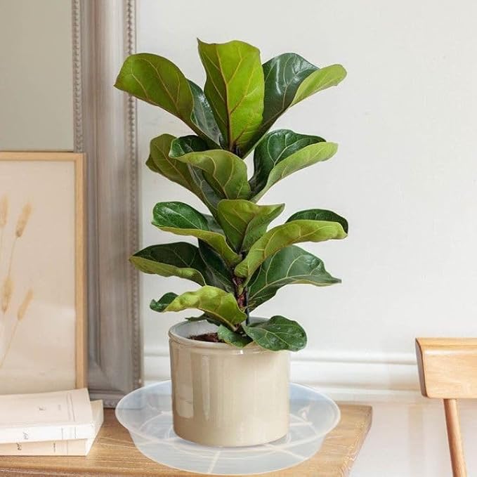 15 Pack Plant Saucer Drip Tray, 6 8 10 inch, Heavy Sturdy Plastic Planter Flower Pot Saucers for Indoor Outdoor Garden, Plant Water Drip Trays for pots Base (6"/8"/10", Clear)