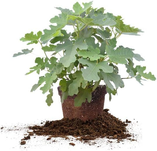 PERFECT PLANTS Brown Turkey Fig Tree Live Plant, 3 Gallon, Includes Care Guide