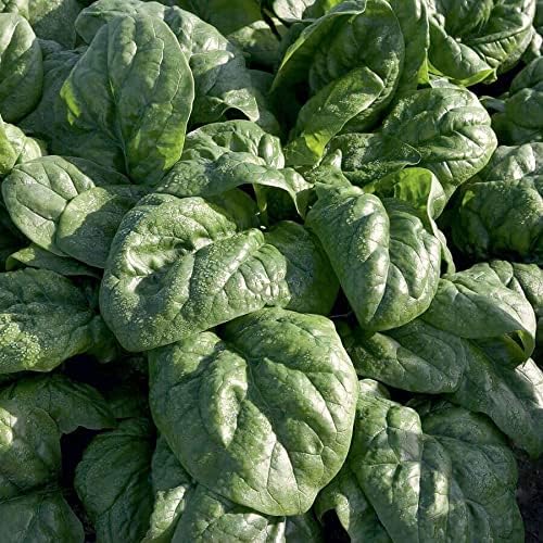 Park Seed Spinach Vegatable Plant Seeds, Easy to Grow, Variety of Colors, Spring Garden, Space F1 Organic, Pack of 200