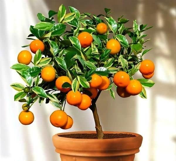 Organic Potting Soil for Tangerine Trees : Give Your Citrus Trees The Best Start with Gardenera's Nutrient-Rich Blend - 20 Quart