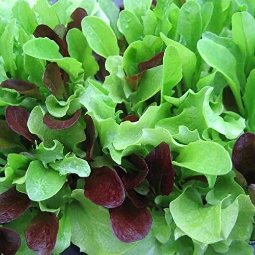 Dirt Goddess Super Seeds ~ Mesclun Mix Seeds (1/4 Lb) 106,000 Seeds Bulk Non GMO
