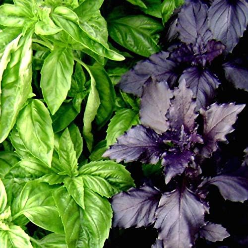 Basil Seed Mix Herb Garden Seeds for Planting 500+ Seeds