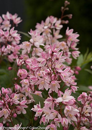 Proven Winners - Deutzia Yuki Cherry Blossom (Yuki Cherry Blossom Deutzia) Shrub, pink flowers, #3 - Size Container