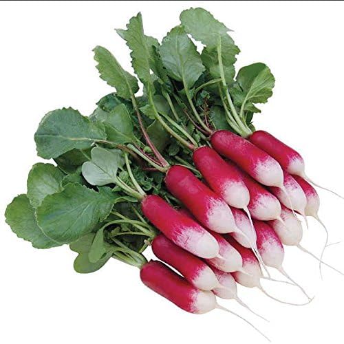 Park Seed Radish Vegatable Plant Seeds, Easy to Grow, Variety of Colors, Spring Garden, Patricia, Pack of 400